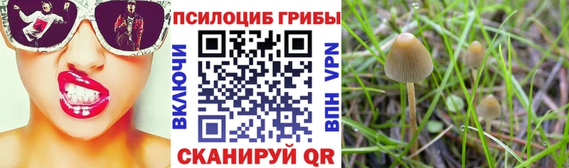 Купить где Владикавказ Псилоцибиновые грибы Psilocybe